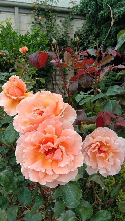 Appartamento Rose & Stream Retreat Waikuku Esterno foto